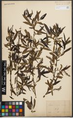 Foto von Salix nigra Marshall